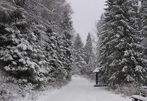 Pierwszy śnieg w Koninkach